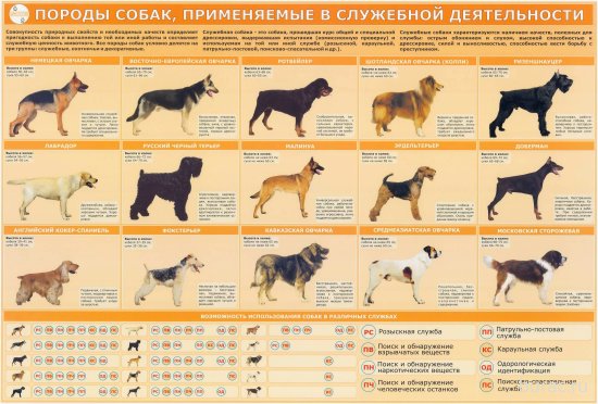 Дрессировка собак служебных пород