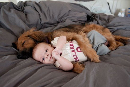 Как подружить собаку с новорождённым