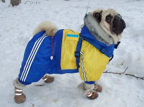 Как выбрать зимнюю куртку для собаки?
